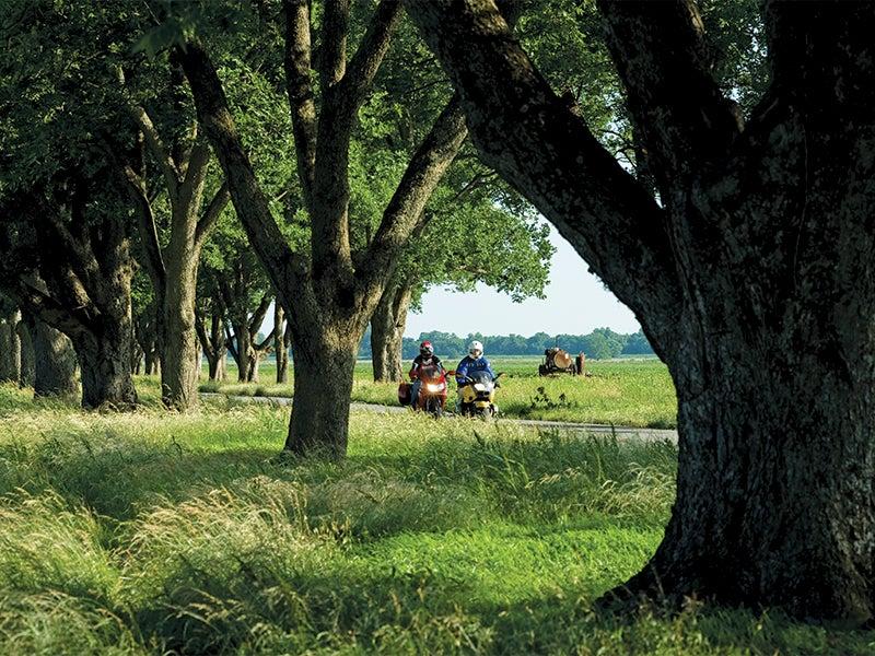 Tree-lined path with cyclists under green canopy and grassy field.