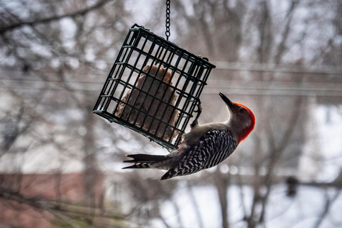 Woodpecker with red head perched on a suet feeder in winter.