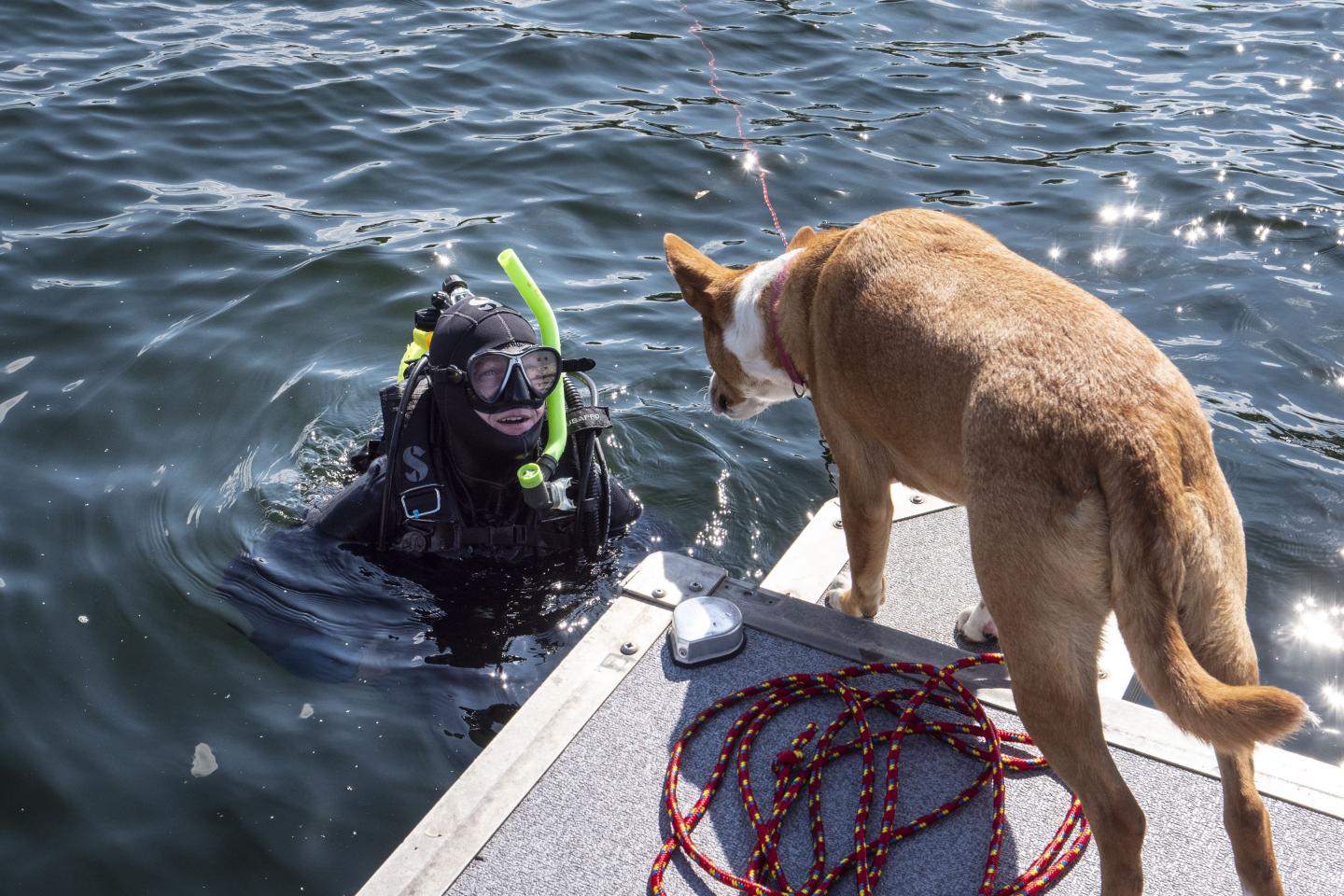 Scuba diver in water, dog on dock above, sunny day.