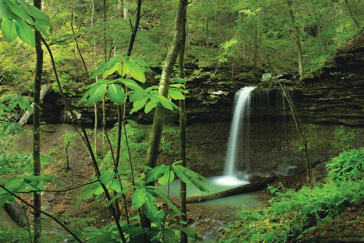 Waterfall cascading in a lush green forest.