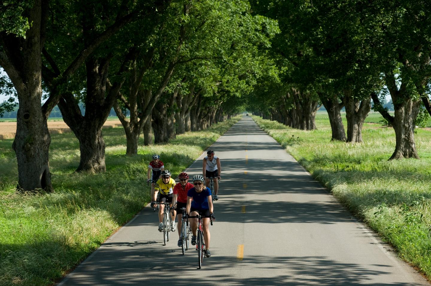 Cyclists riding on a tree-lined road under a clear sky.