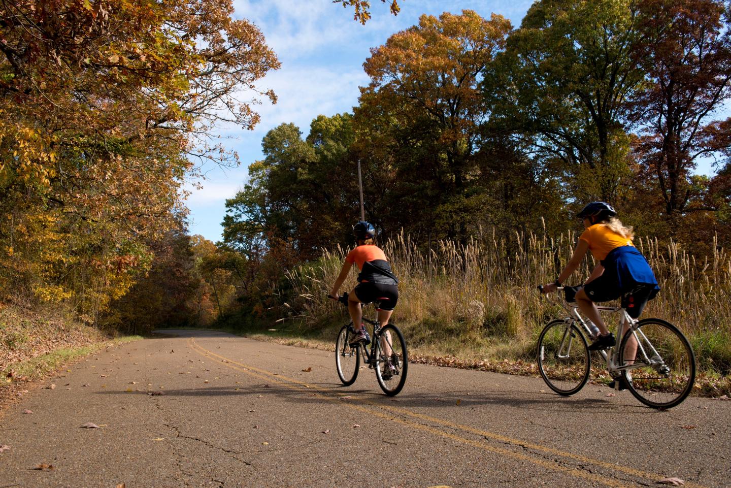 Cyclists on a forest road with autumn leaves.