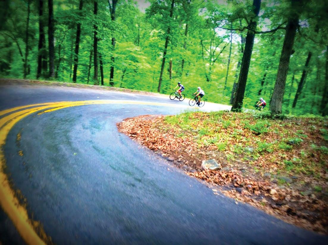 Curved forest road with cyclists in vibrant greenery.