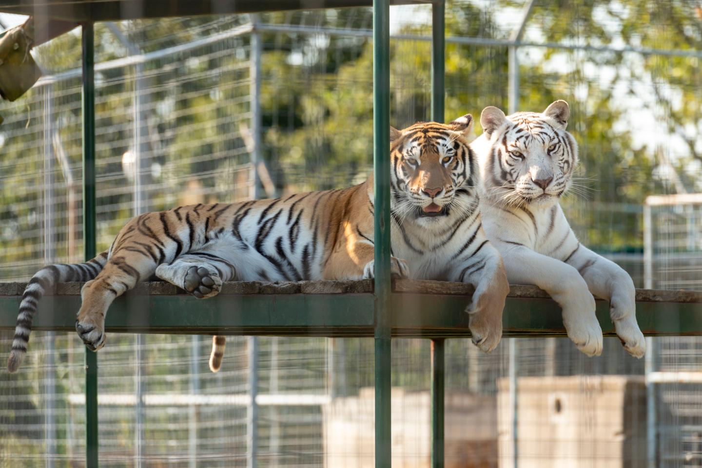 Turpentine Creek Wildlife Refuge