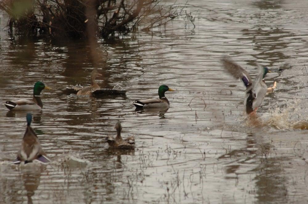Wapanocca National Wildlife Refuge
