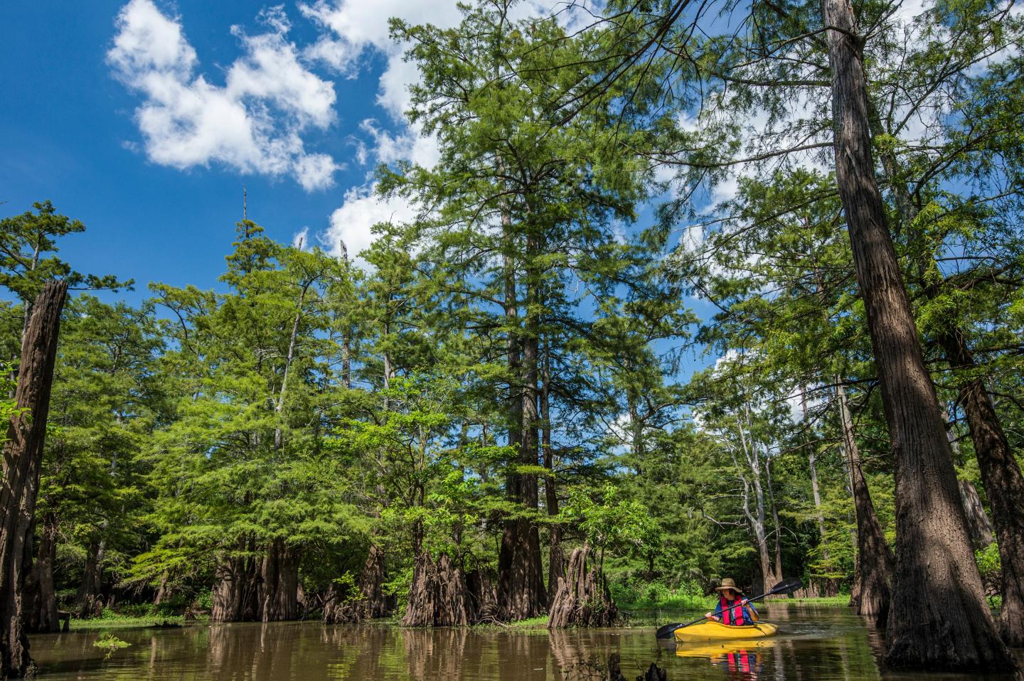 Kayaking on Bayou Bartholomew