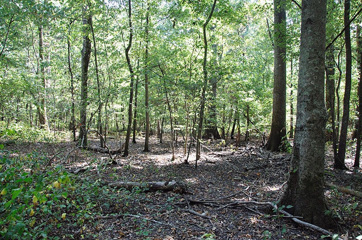 Singer Forest Natural Area