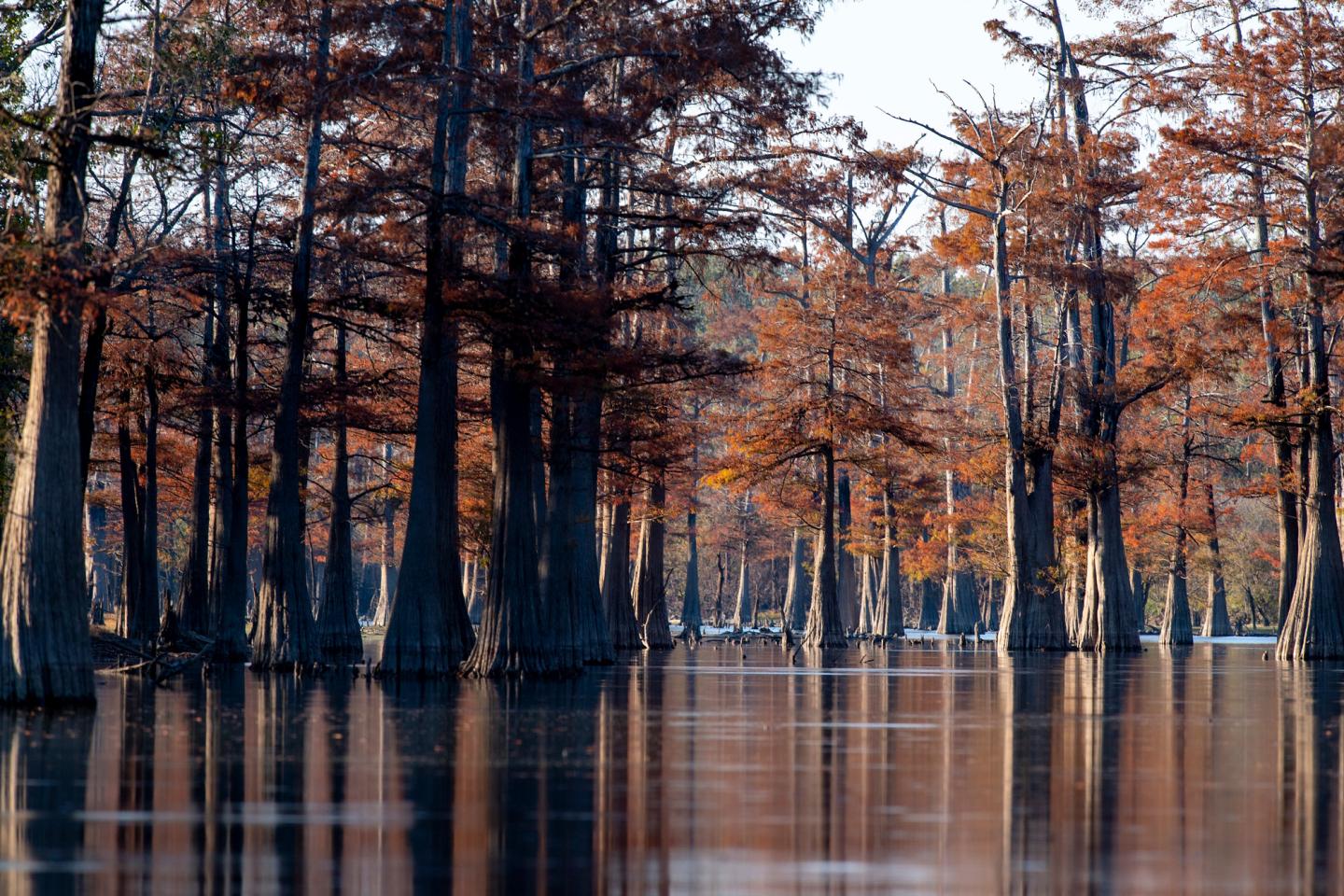 Autumn trees with brown leaves reflected in calm water.