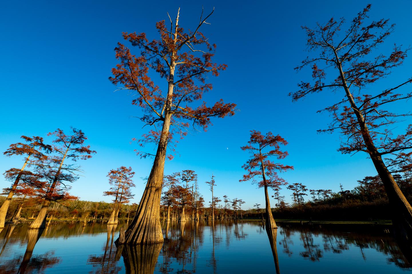 Cypress trees in calm water under a clear blue sky.