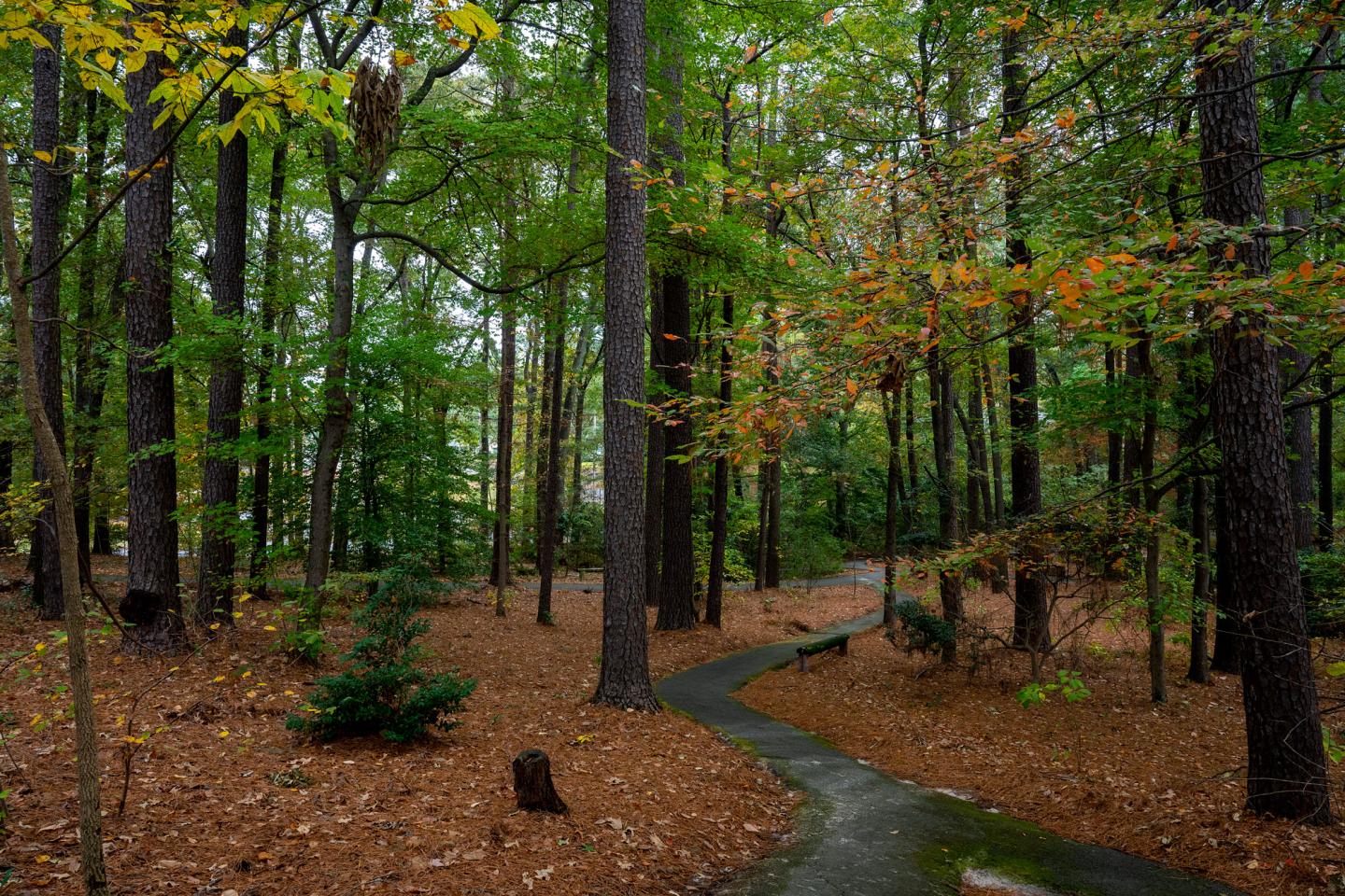 Pathway winding through a vibrant autumn forest.