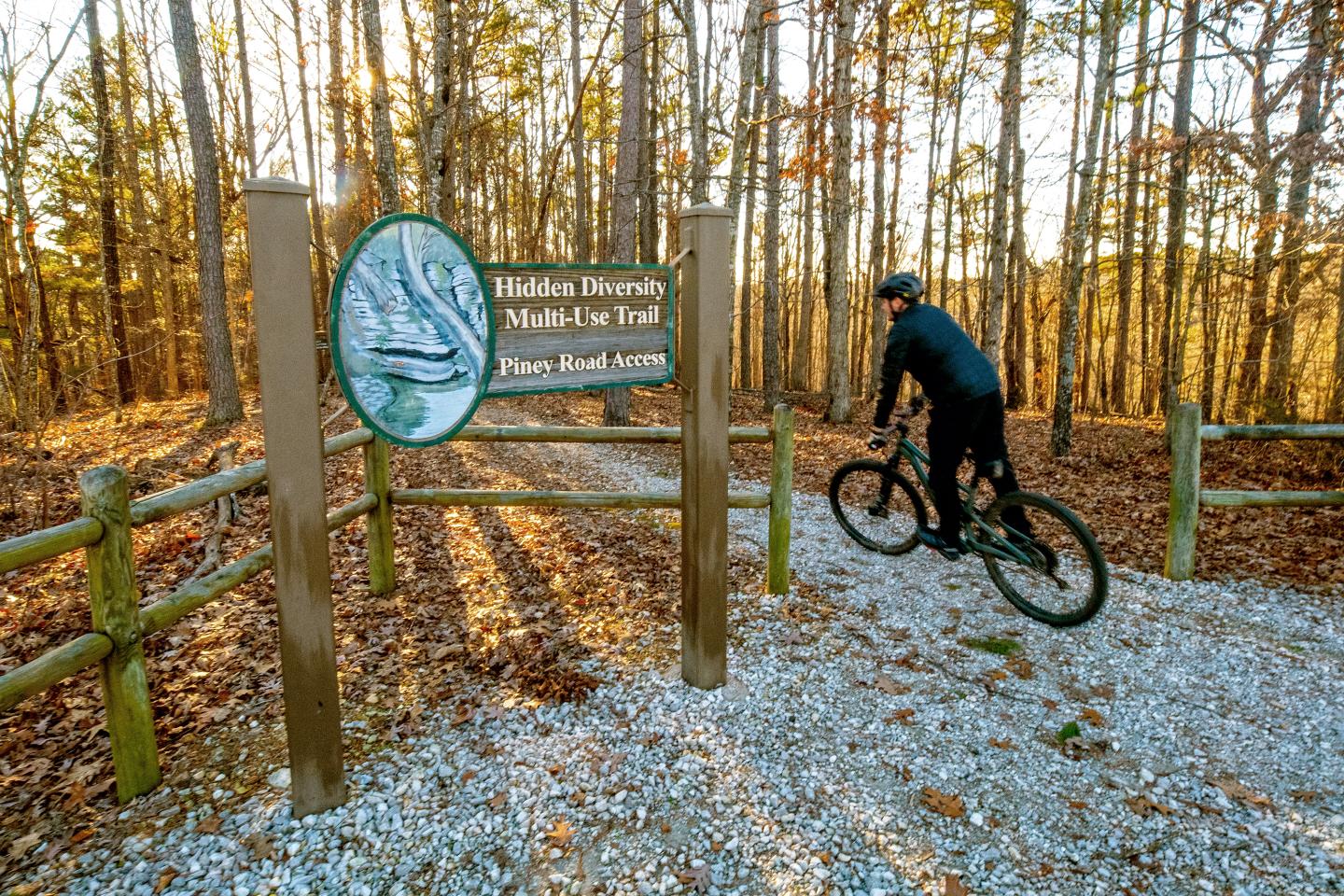 Cyclist entering a wooded trail as sunlight filters through trees.