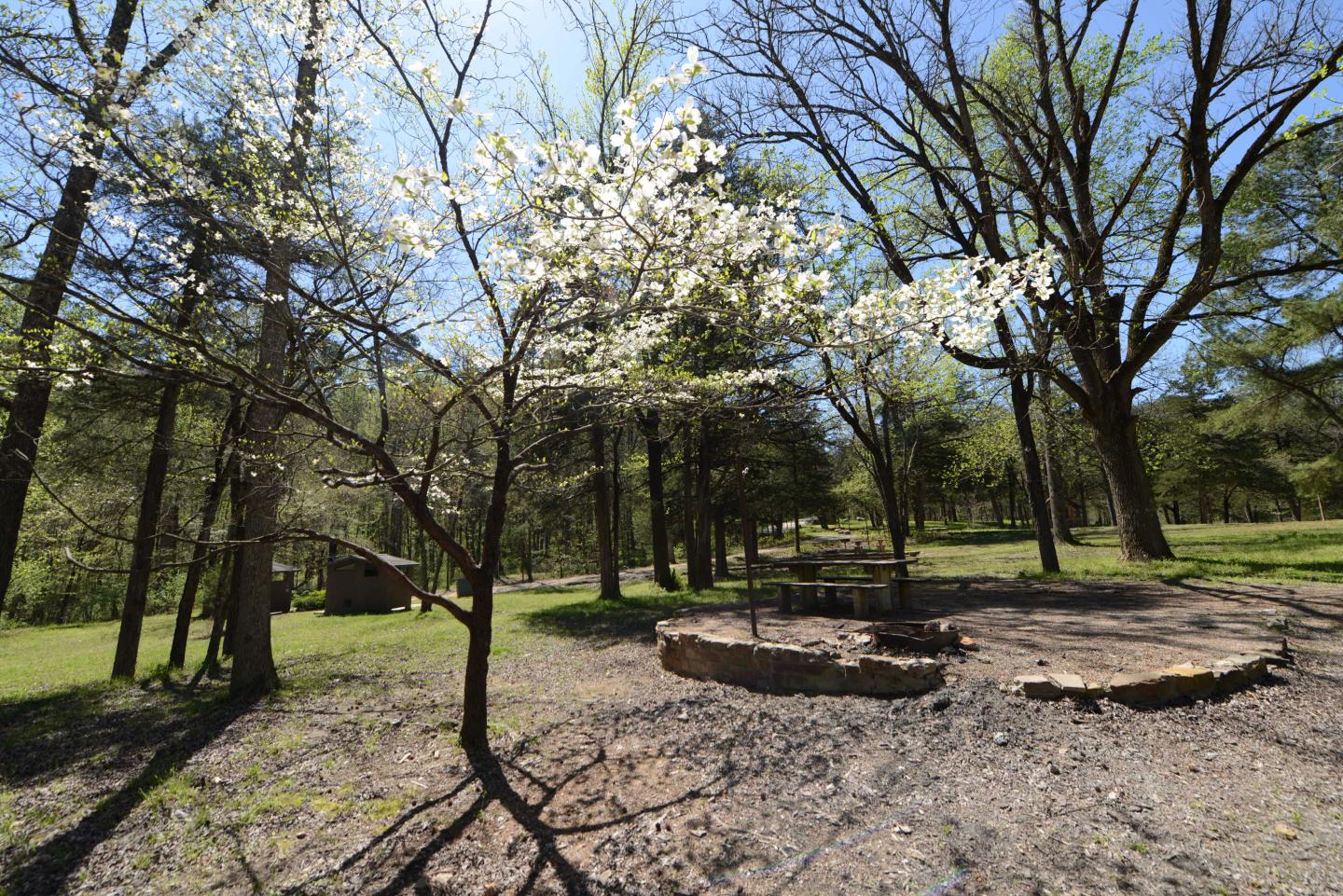 Sunny park scene with blooming trees and a circular stone fire pit.