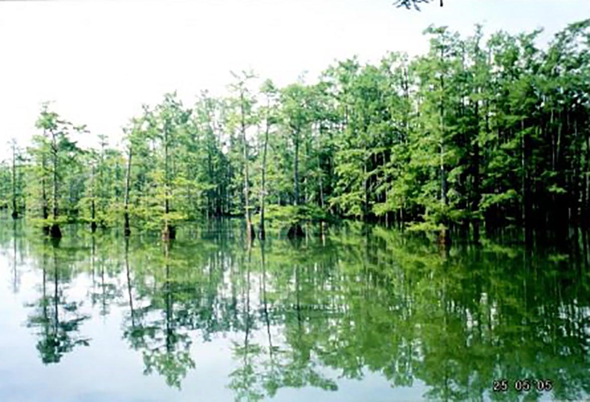Lake Wallace