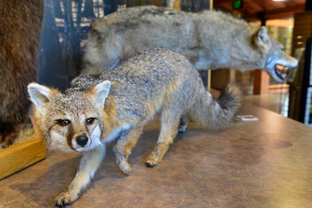 Forrest L. Wood Crowley’s Ridge Nature Center