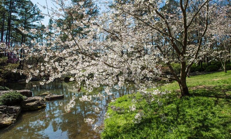 Garvan Woodland Gardens