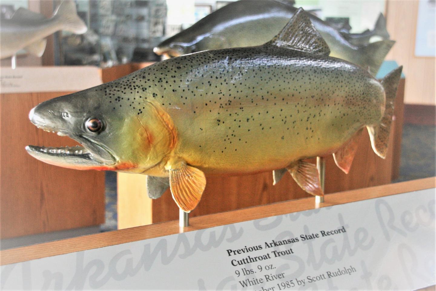 Mounted fish display in a museum setting with information plaque.