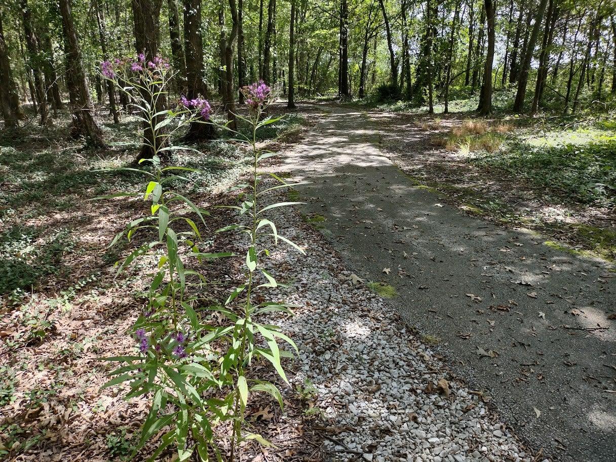 Wildflowers along the trail