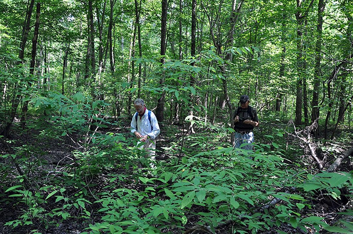 St. Francis Sunken Lands Wildlife Management Area