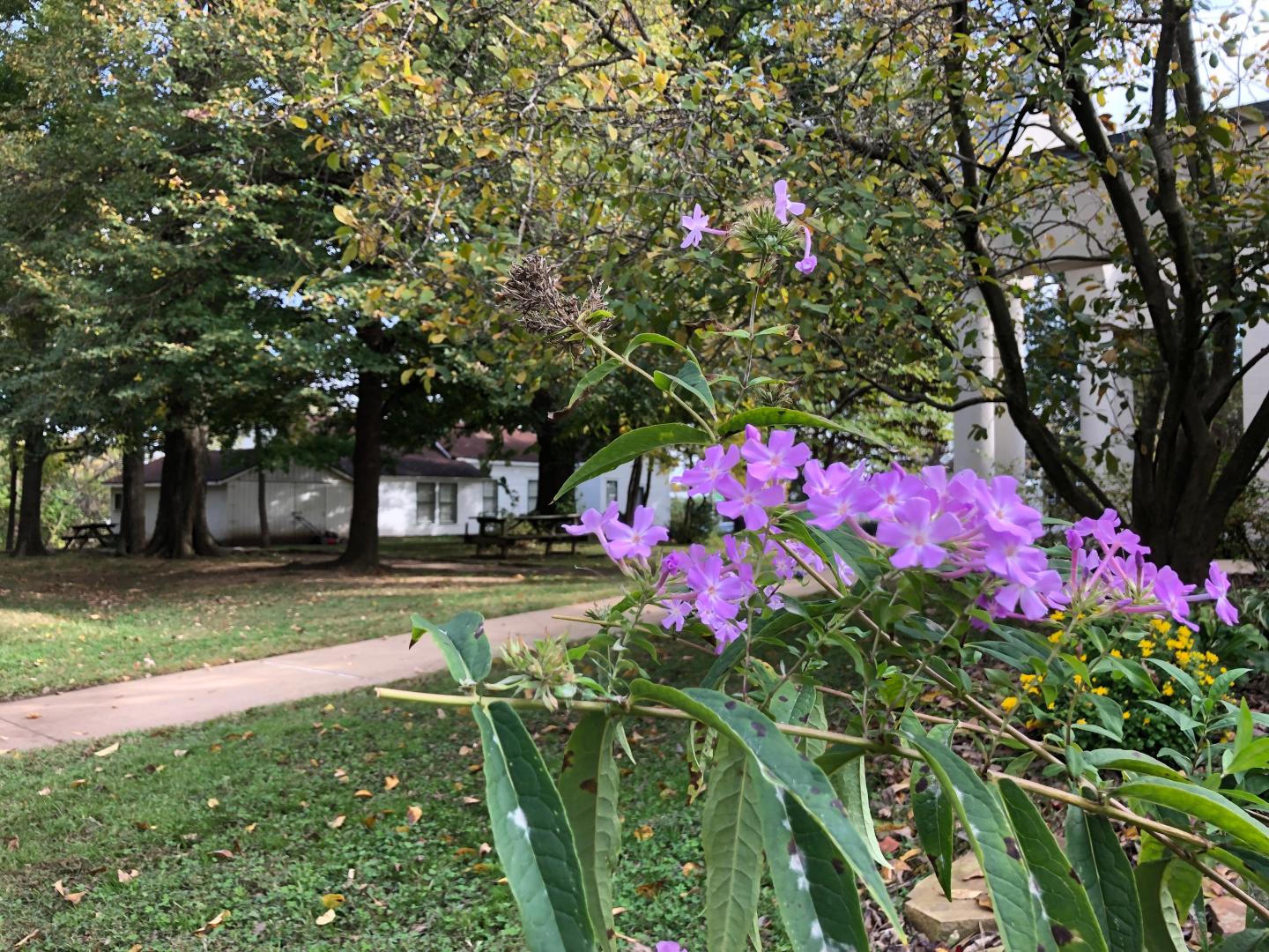Flowers are abundant throughout the grounds of the Shiloh Museum of Ozark History.