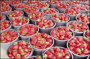 Holland Bottom Farms