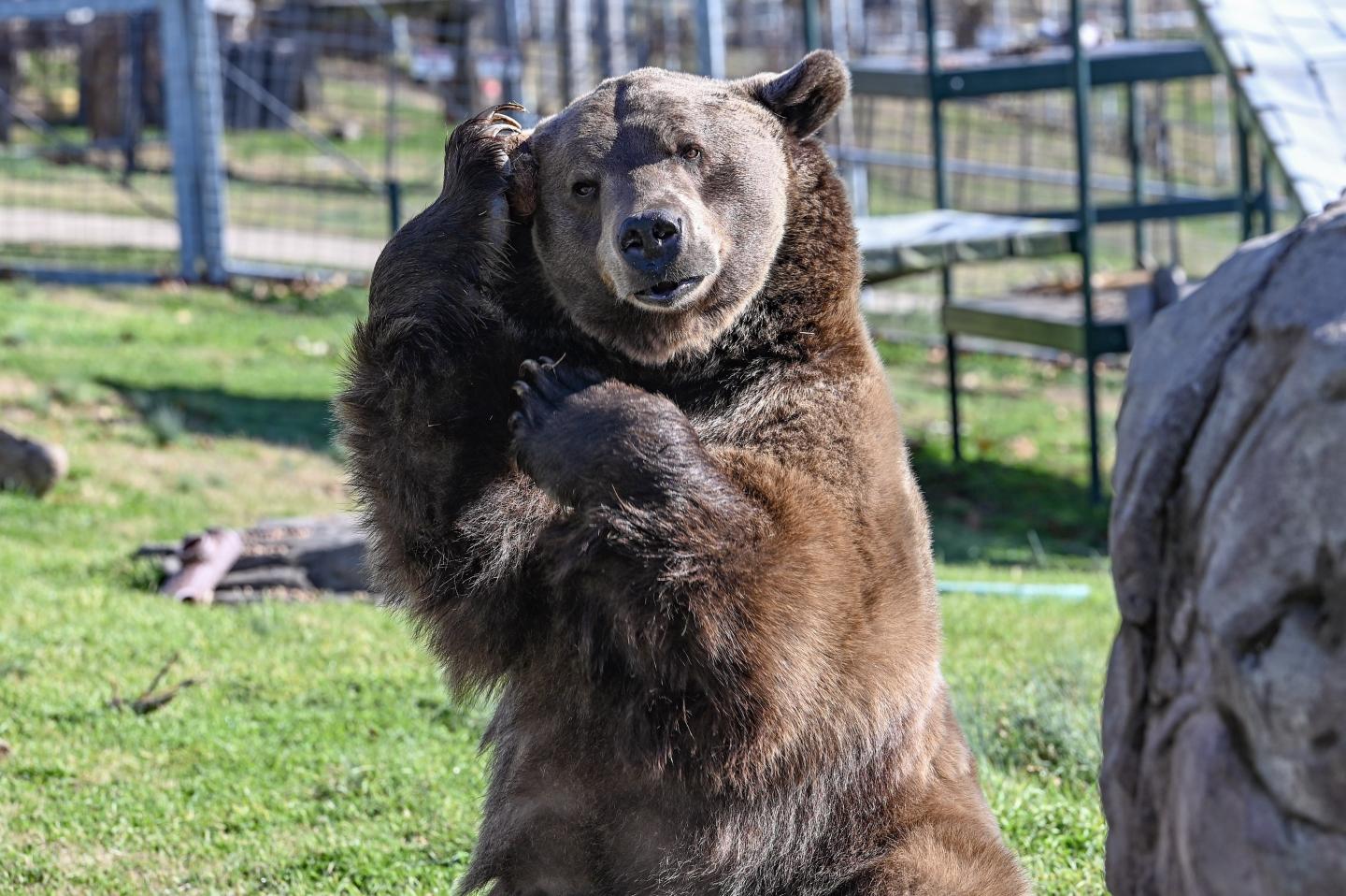 Turpentine Creek Wildlife Refuge