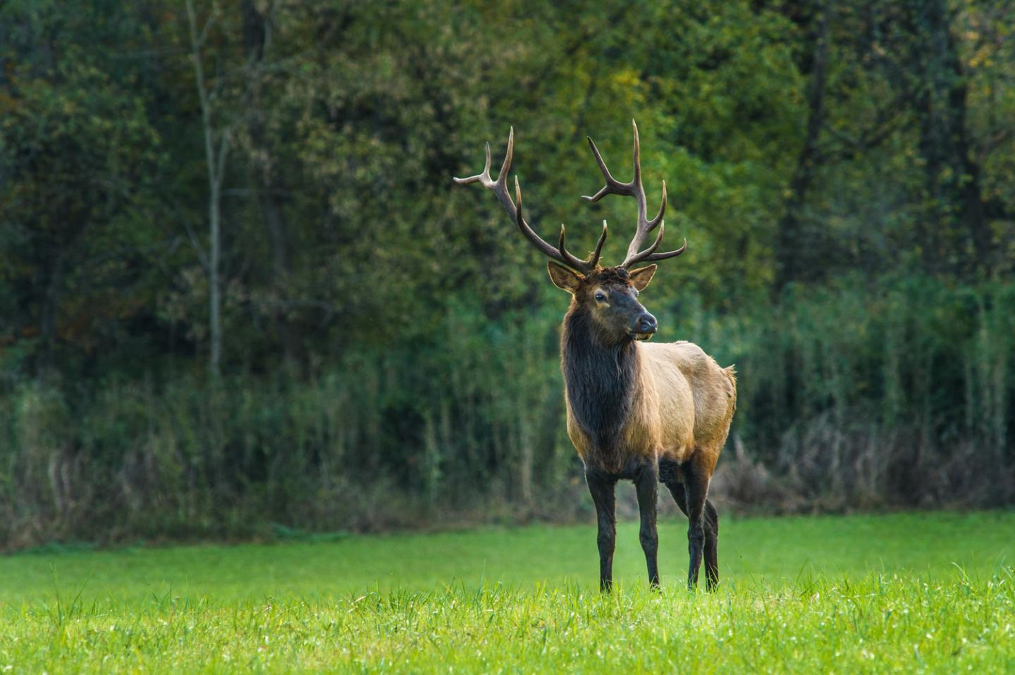 Majestic elk standing in a green field with forest backdrop.