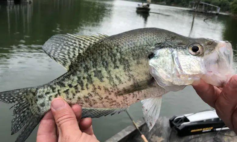 Hands holding a crappie fish over a lake.