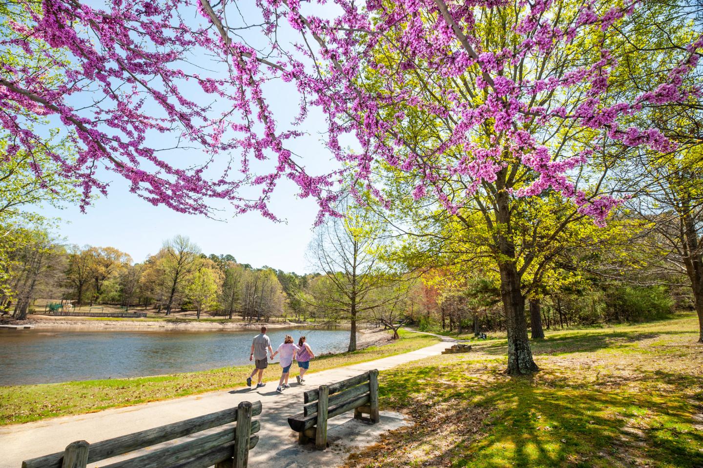 Walking path by a lake with blooming pink trees in spring.