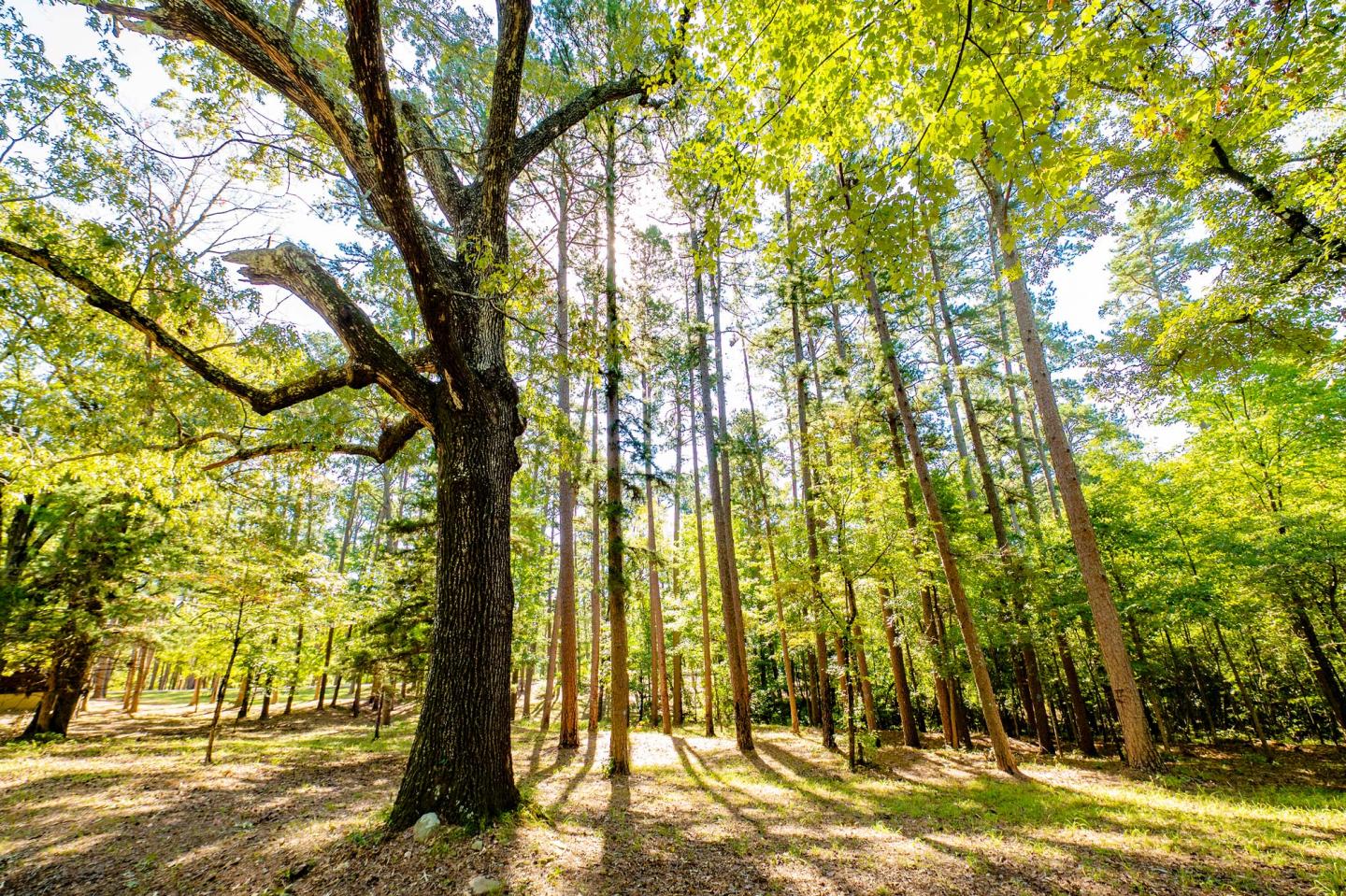Sunlit forest with tall trees and bright green leaves.