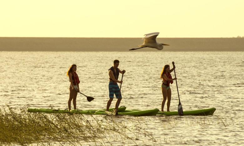 Three people paddleboard on calm water at sunset, with a bird flying nearby.