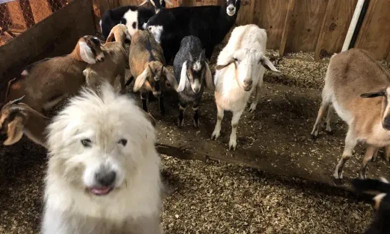 Fluffy dog and goats in a wooden pen, gravel floor.