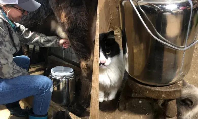 Farmer milking a cow, with a black and white cat sitting next to a milk bucket.