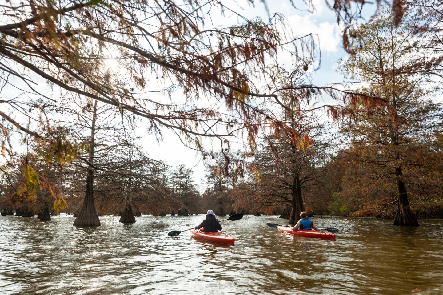Kayakers paddle through a scenic swamp with bare trees and dappled sunlight.