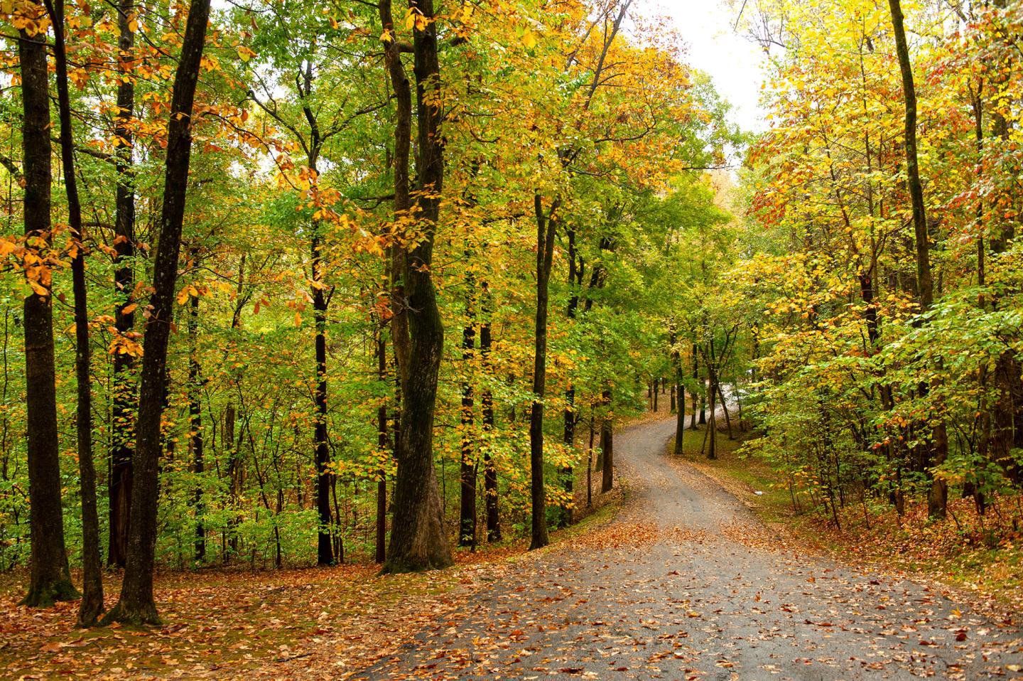 Forest path in autumn, surrounded by trees with yellow and green leaves.