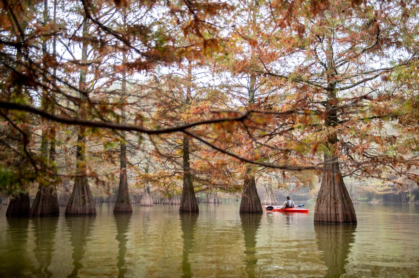 Kayaker paddles on a kayak through a forest of tall, autumn-colored trees on calm water.