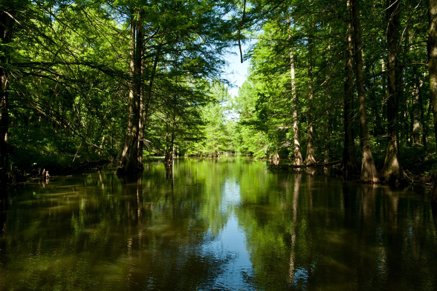 Cypress trees reflected in a lush, green swamp.