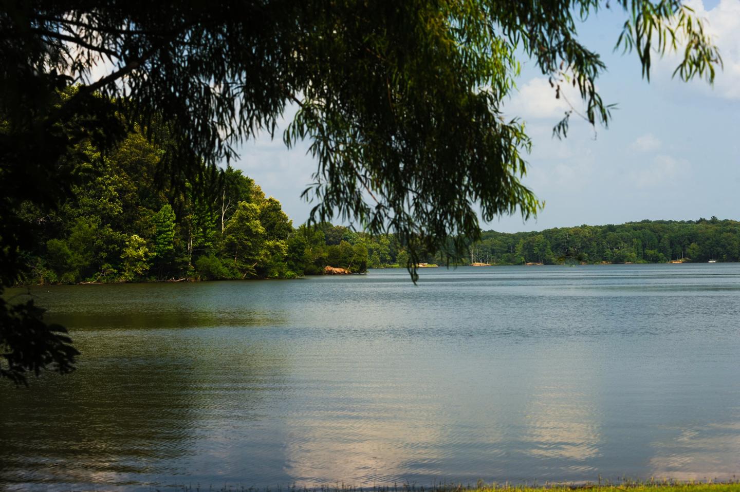 Serene lake with overhanging trees and distant forest.