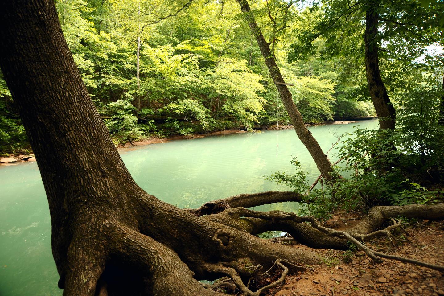 Tree roots and lush greenery by a calm turquoise river.