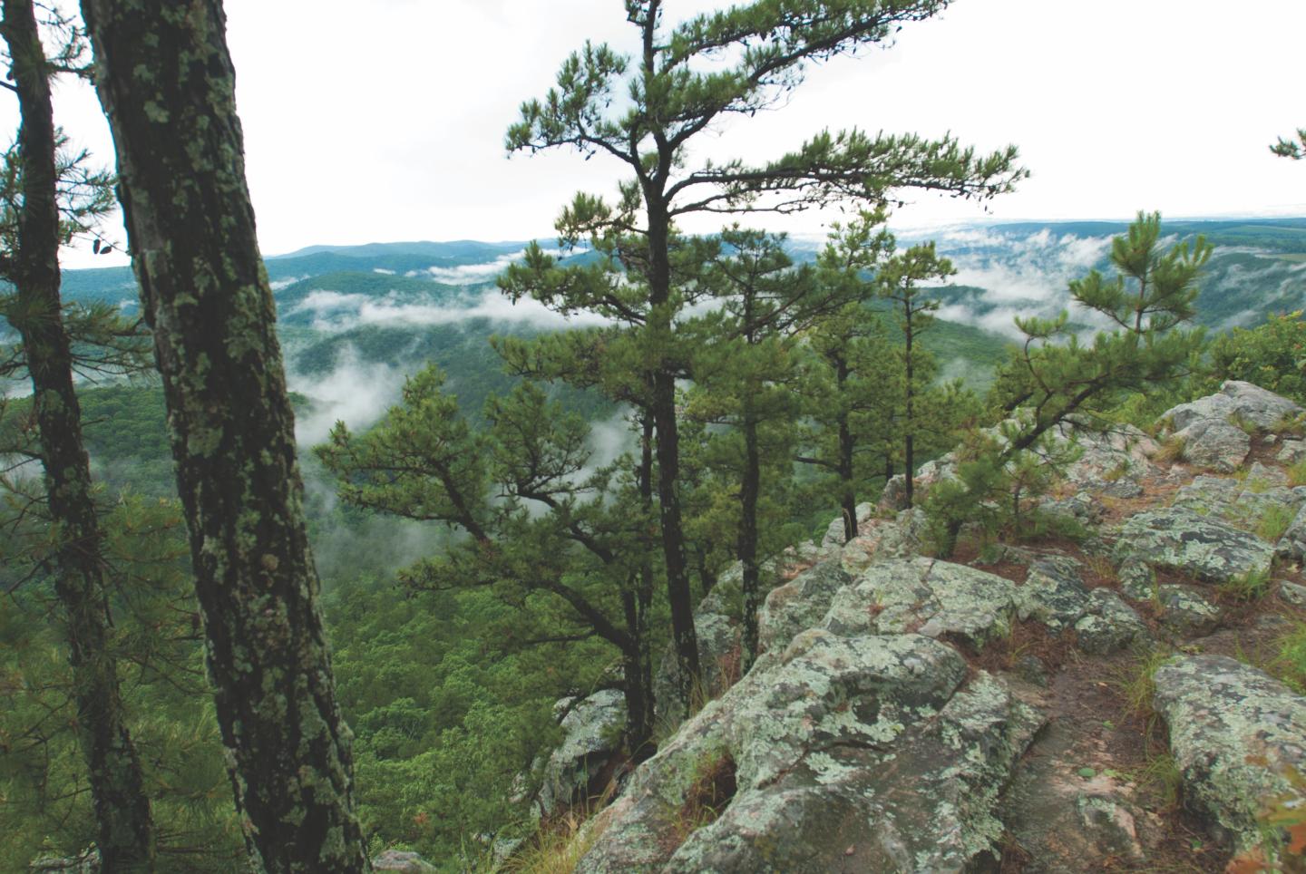 Misty mountain view with tall pine trees and rocky foreground.