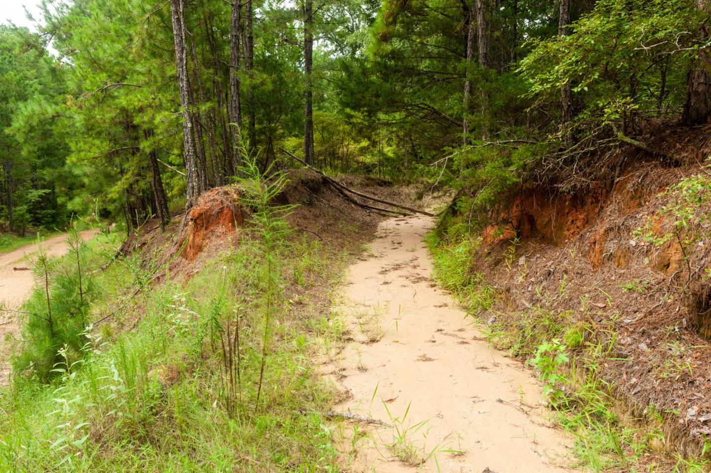 Forest trail winding through lush greenery and trees.