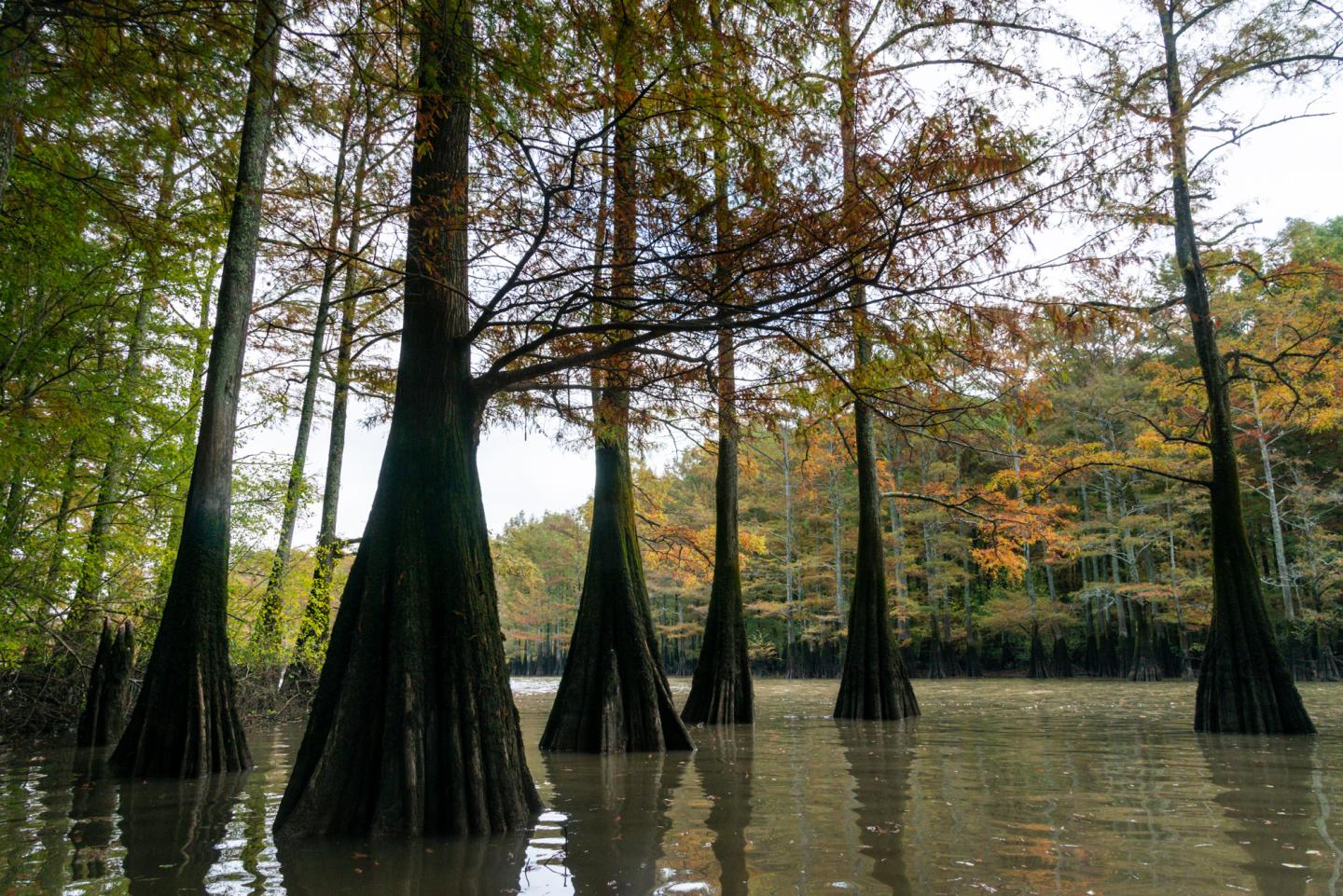 Bald cypress trees in a calm, flooded forest with autumn leaves.