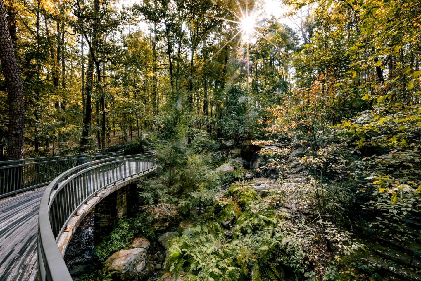 Curved wooden walkway through a sunlit forest.