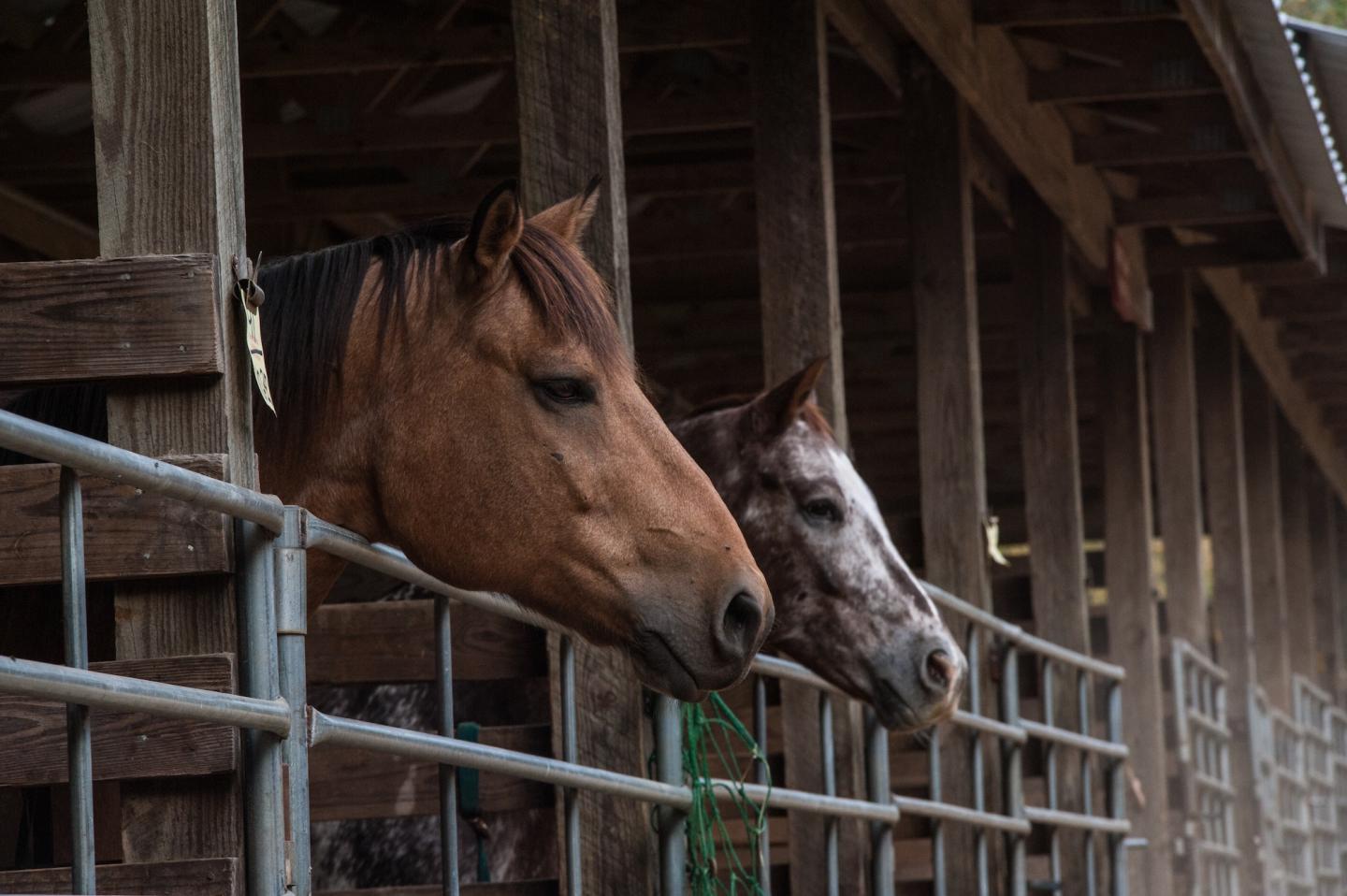 Two horses in a wooden stable, heads leaning over metal bars.