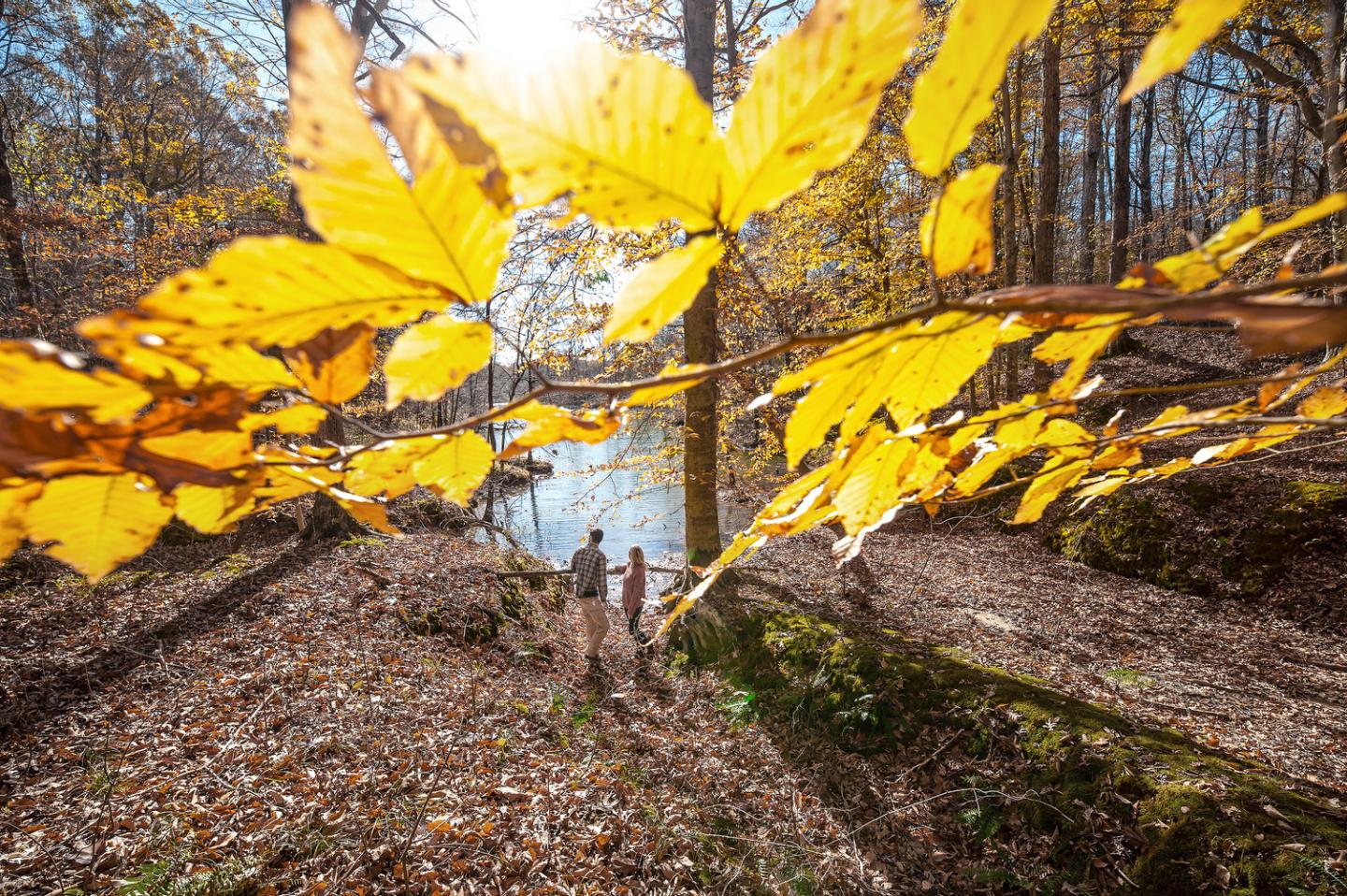 Yellow autumn leaves in a sunlit forest with two people and a lake in the background.