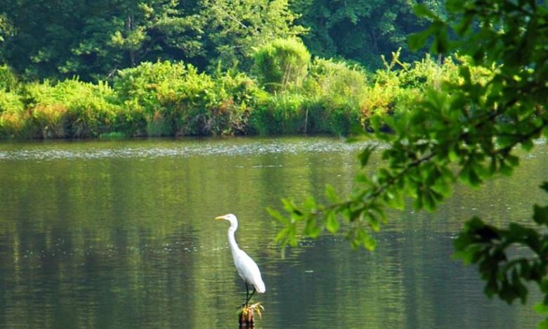 Heron standing on a post in a tranquil lake surrounded by lush greenery.