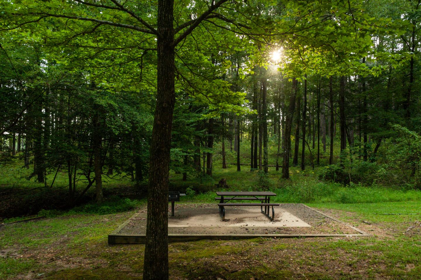 Picnic table in a sunlit forest clearing, surrounded by lush green trees.