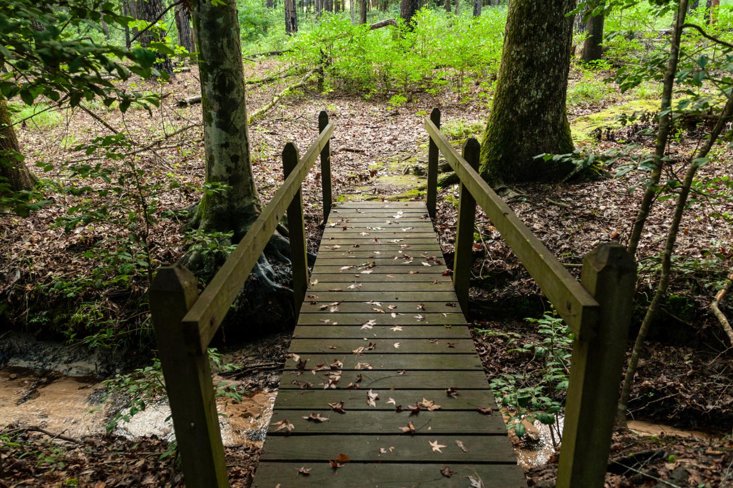 Wooden bridge in a lush forest setting with scattered leaves.