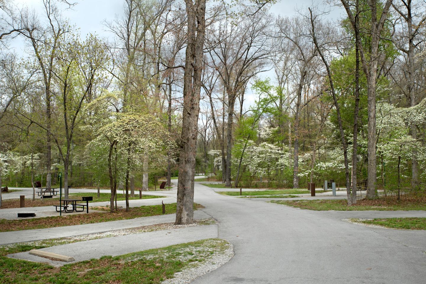 A paved path winds through a forested campground with picnic tables and trees.
