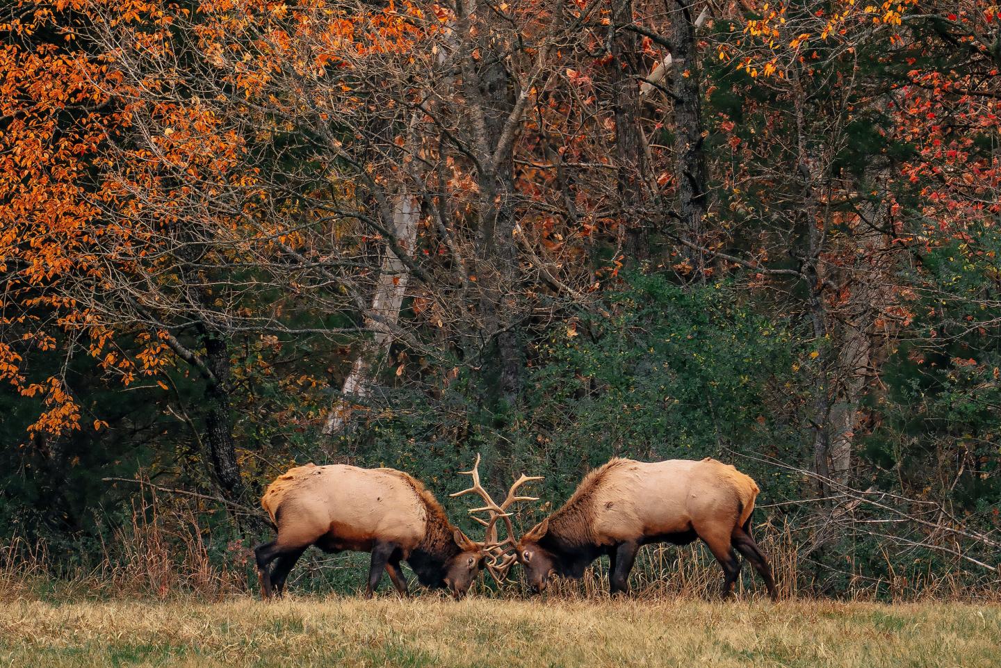 Buffalo Outdoor Center