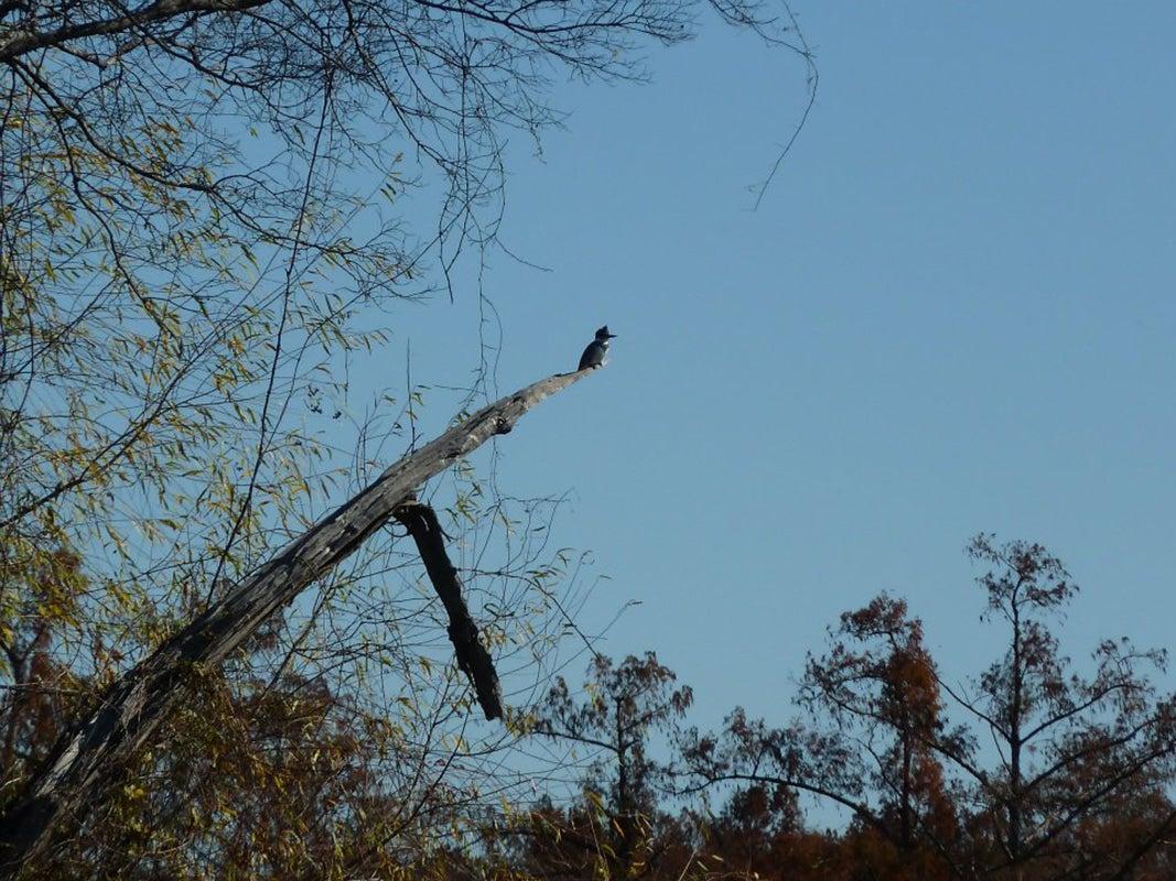 Big Lake National Wildlife Refuge